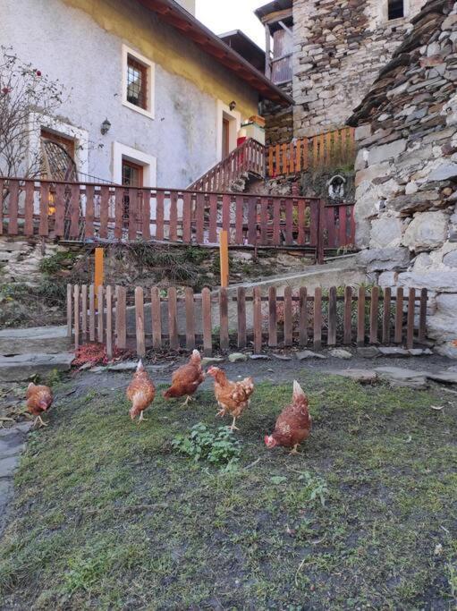 Casa Del Cios Calda E Intima Casetta Immersa Nel Verde Delle Montagne Alpe Basciumo Eksteriør billede