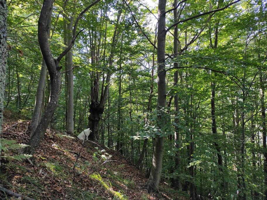 Casa Del Cios Calda E Intima Casetta Immersa Nel Verde Delle Montagne Alpe Basciumo Eksteriør billede